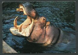 Nijpaard - Flusspferd - Hippopotamus - Hippopotame - NOT Used , 2 Scans For Condition. (Originalscan !! ) - Hippopotamuses