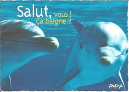 Dauphins - Delfines