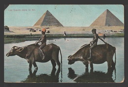 Egypt - RARE - Vintage Post Card - The Oxen In The Nile - Lettres & Documents