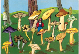 Thème - Champignon - Nain - Mushrooms