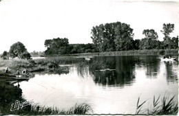 N°4530 R -cpsm Véron -les Bords De L'Yonne - - Veron