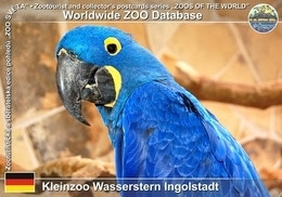 286 Kleinzoo Wasserstern Ingolstadt, DE - Hyacinth Macaw (Anodorhynchus Hyacinthinus) - Ingolstadt