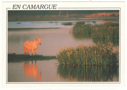 Cpm En CAMARGUE - Provence-Alpes-Côte D'Azur