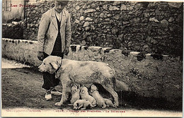 CHIENS - Chiens Des Pyrénées - Le Déjeuner - Dogs