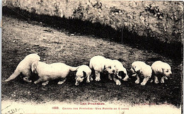 CHIENS - Chiens Des Pyrénées - Une Portée De 8 Jours - Chiens