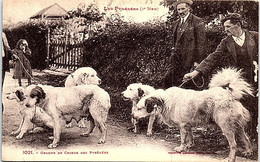 CHIENS - Groupe De Chiens Des Pyrénnées - Chiens