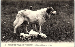 CHIENS - Scènes Et Types Des Pyrénées - Chiens De Montagne - Perros