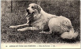 CHIENS - Scènes Et Types Des Pyrénées - Chiens Des Pyrénées - Chiens