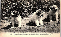 CHIENS - Petit  Chiens De Montagne Du Chenil Club D'Argelès - Perros