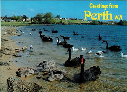 Black Swans On Lake Monger, Perth, Western Australia - Unused - Perth