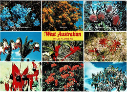 Wildflowers, Western Australia - Unused - Other & Unclassified