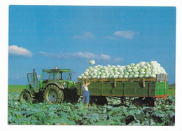 CPM Tradition D' Alsace La Récolte Du Chou Qui Sera Traité Dans Les Choucrouteries Tracteur Agricole - Tracteurs