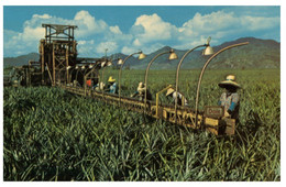(O 23) USA - Pineapple Harvesting In Hawaii / USA - E Hōʻiliʻili ʻana I Ka Pineapple Ma Hawaii - Oahu