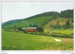 BLIER ..-- TRAM . EREZEE ..--  Flânerie Dans Les Prés . Ah La Vache !!! - Erezée