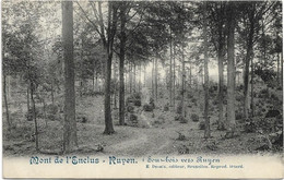 Ruien - Mont-de-l'Enclus   *   Sous-bois Vers Ruyen - Kluisbergen