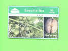 SEYCHELLES - Optical Phonecard/Coco De Mer - Seychelles