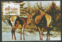 Russia 1999 Maximum Card: Deer. Joint Issue With China. - Cartoline Maximum