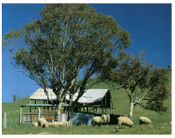 (P 3) Australia - Grazing Sheep (317) - Outback