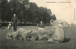 Cirque PINDER * Circus * Les éléphants Dressés * Pinder Dressage Dresseur éléphant * éditeur Malherbe à Chantilly - Cirque