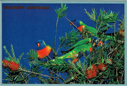 Colourful Rainbow Lorikeets Feeding On Bottlebrush Seeds, Western Australia - Unused - Sonstige & Ohne Zuordnung