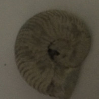 Ammonite Fossile - Fossielen