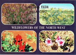 Wildflowers, North West Western Australia - Unused - Autres & Non Classés