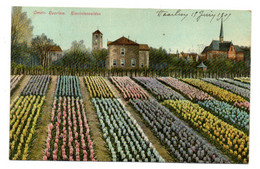 Pays-Bas ---Omstr. HAARLEM---1909---Hiacintenvelden...........carte Colorisée........à  Saisir - Haarlem