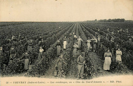 Vouvray * Les Vendanges Au " Clos Du Gué D'amants " * Vignes Vin Viticulture Vignoble Viticulteur Vendangeurs - Vouvray