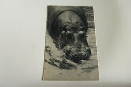 PARC ZOOLOGIQUE DU BOIS DE VINCENNES...HIPPOPOTAMES - Hippopotamuses