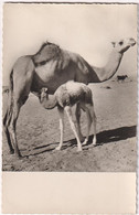 Souvenir De Mairitanie - & Camel - Mauritania