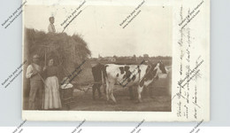 0-7940 JESSEN - HOLZDORF, Photo-AK Ochsengespann, Landwirtschaft, 1906 - Jessen