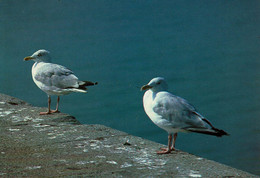 Couple De Mouettes - Oiseaux