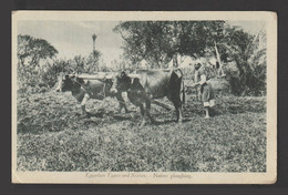 Egypt - RARE - Vintage Post Card - Native Ploughing - The Egyptian Countryside - Covers & Documents