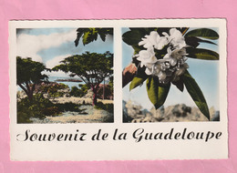 GUADELOUPE - SOUVENIR DE GUADELOUPE - COLLECTION PARMIN CANDALEN - POINTE A PITRE - - Saint Martin