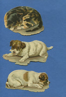 Beau Format Ensemble 3 Chromos Decoupis Chien Chat Endormis Chaton Chiot Cat Katze Dog Hund 11,5 Cm X 15 Cm - Animali
