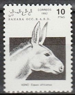 Sahara Occidentale 1992 - Donkeys