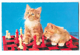 JEU D'ECHEC Chatons - Chess