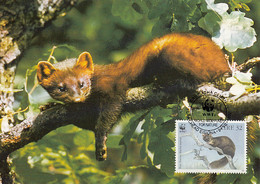 Ireland 1992 Maxicard Sc #869 32p Pine Martens WWF - Maximumkarten
