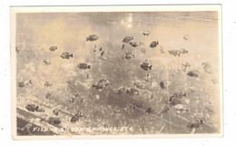 Fish In SILVER SPRINGS, Florida, B&W Real Photo Postcard - Silver Springs