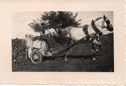 Photo Attelage Cheval Avec Remorque,Aout 1941 Format 9/13 - Anonyme Personen