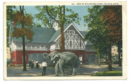 Etats-Unis - Zoo At Walbridge Park - Toledo, Ohio - Elephant - Toledo