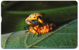 TAIWAN TAÏWAN IC 100 FAUNA INSECT BUG CHIP PHONECARD TELEPHONE CARD TELECARTE - Autres & Non Classés