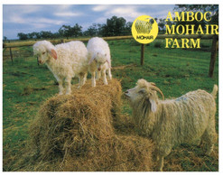 (Q 3) Australia -  VIC - Amboc Moher Famr (sheep) Near Swan Hill (NCV5183) - Swan Hill