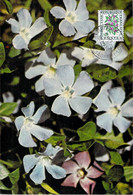 FRANCE CARTE MAXIMUM NUM.YVERT T98 - PETITE PERVENCHE ( VINCA MINOR)- FLEUR - FLOWER - Otros & Sin Clasificación