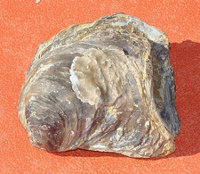 Huître Fossile Ostrea Belovacina Paléocène 55 Millions D'années - Fossielen