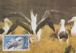 Carte  Maximum   1er  Jour    TAAF   Grand   Albatros     2007 - Marine Web-footed Birds