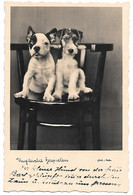 French Bulldog, Bouledogue Français, Französische Bulldogge, Fox Terrier, Foxterrier / Photocard - Perros