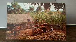 Jamaique (Jamaica) - Peasant Farmers Grinding Cane (canne à Sucre) - Andere & Zonder Classificatie