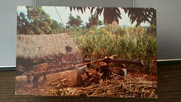 Jamaique (Jamaica) - Peasant Farmers Grinding Cane (canne à Sucre) - Autres & Non Classés