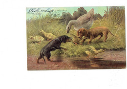 Cpa - Illustration - Müller-München, Teckel Chien Chasseur Oie Canard Dackel - 1903 - Mueller, August - Munich